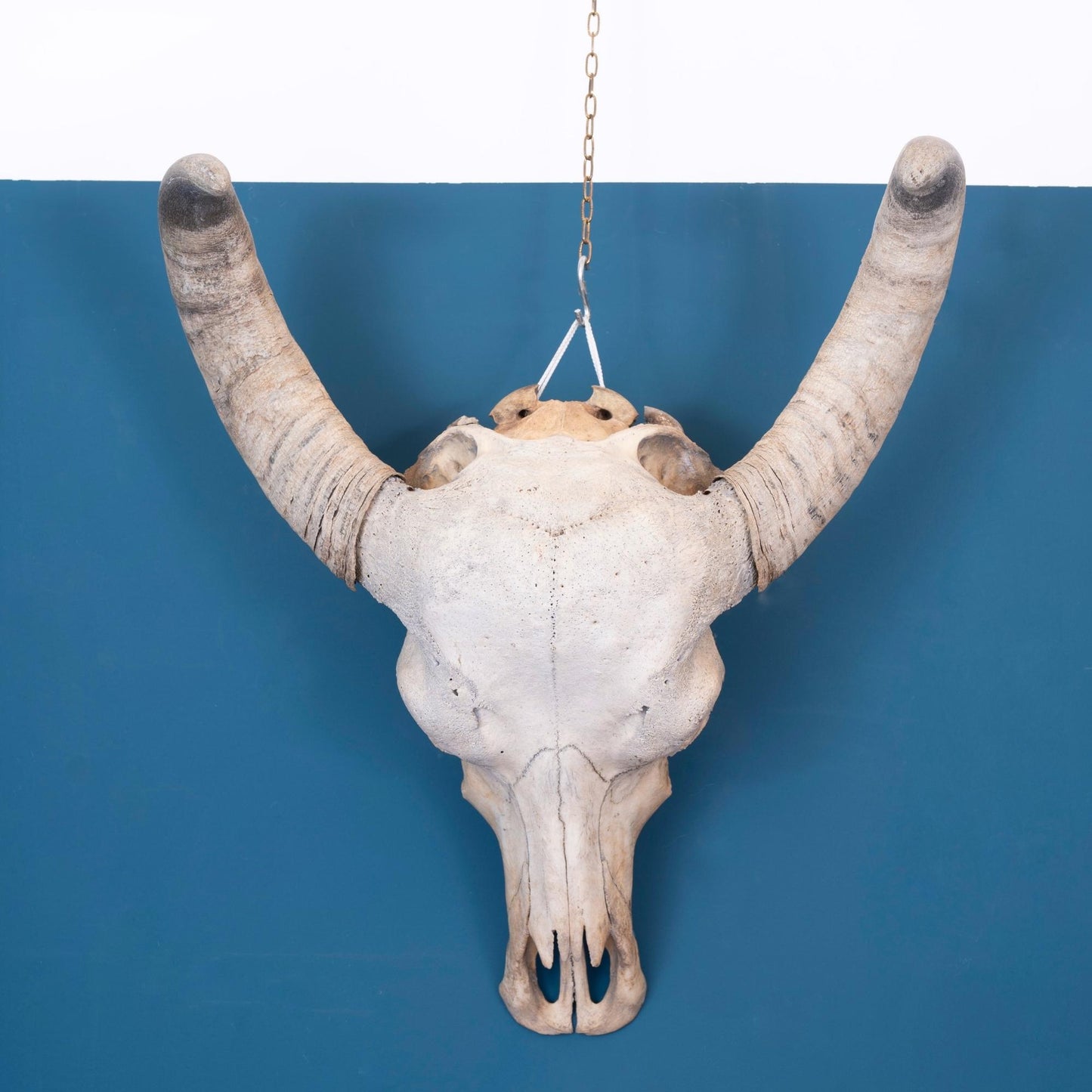  Teschio di bufala decorativo da parete, periodo '900.