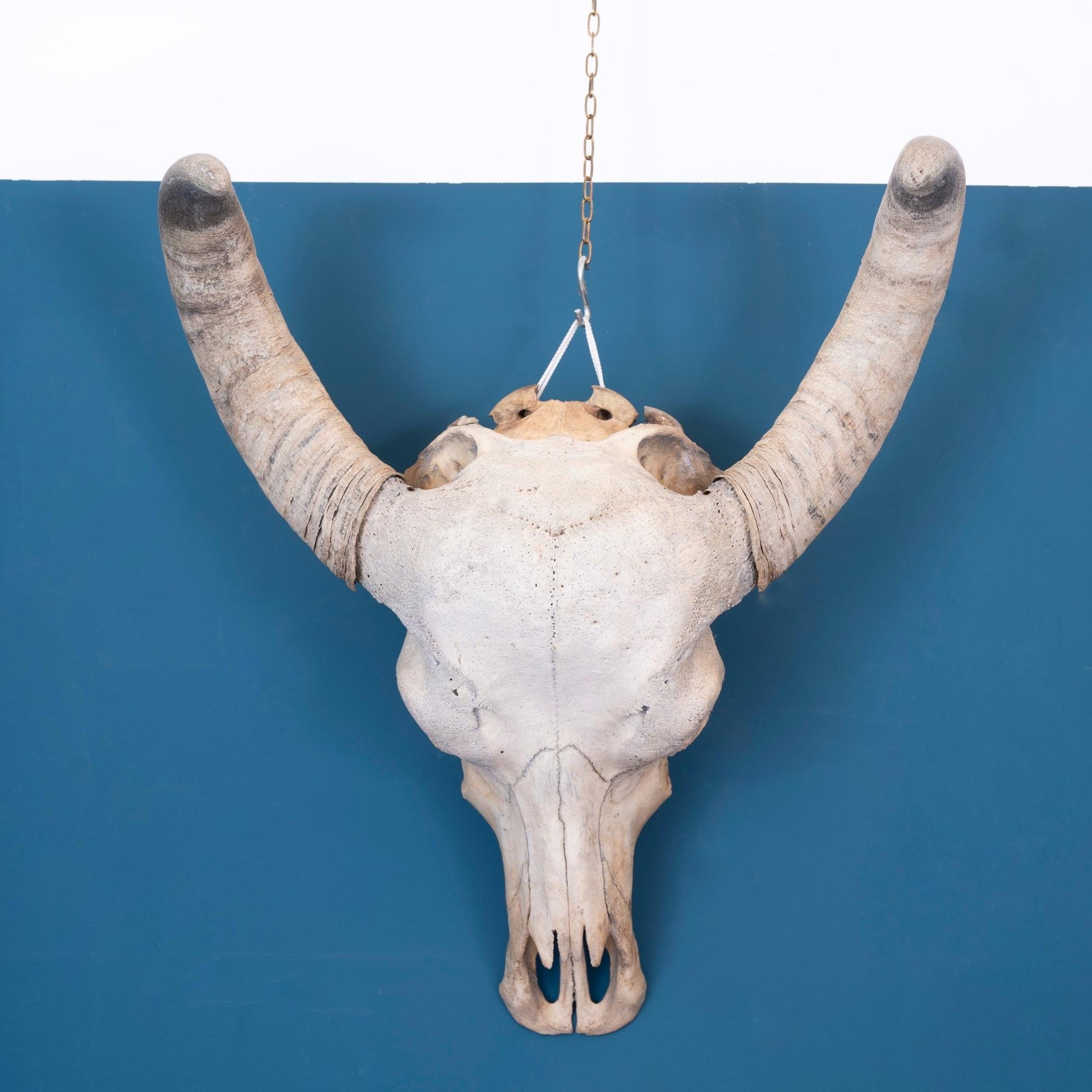  Teschio di bufala decorativo da parete, periodo '900.